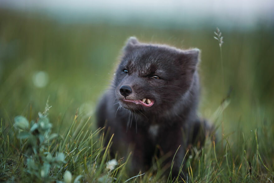 Arctic Fox