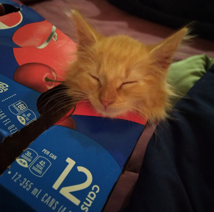 My Mommy Buys Me All Kinds Of Toys But My Favorite Are Pepsi Boxes