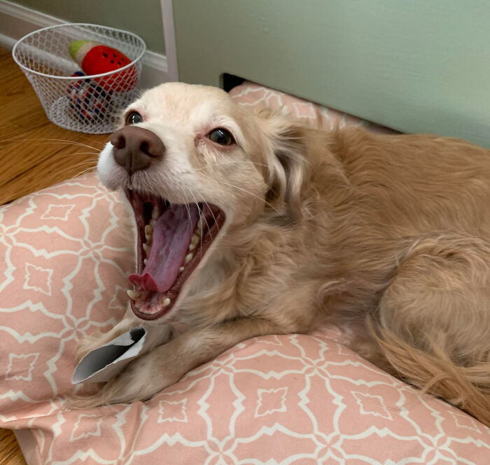 Denver Has A Basket Of His Favorite Toys Right There, But Prefers A Toilet Paper Roll.