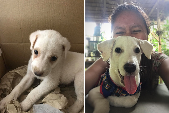 Before-After-Pet-Challenge