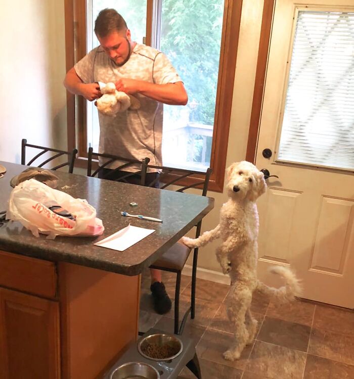 Didnt-Want-A-Dog-Challenge