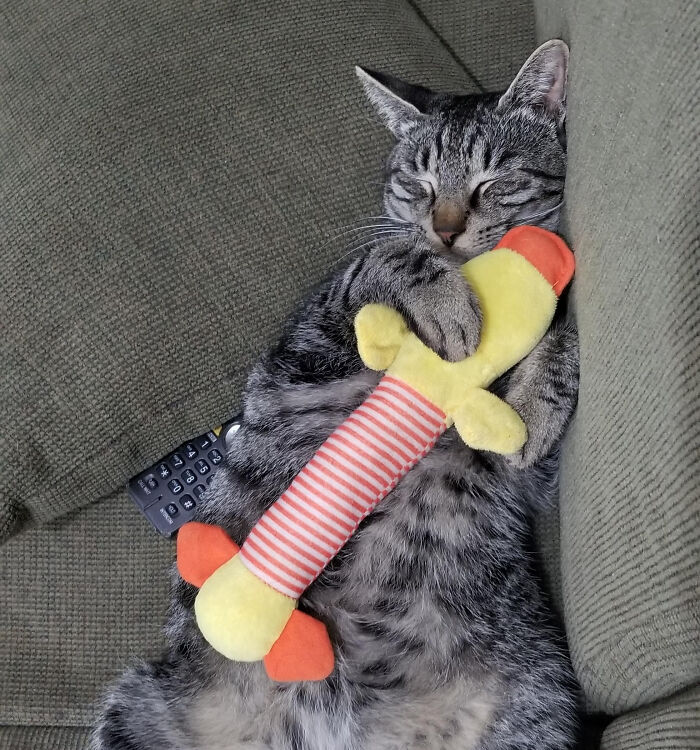 Here's Toshi, Who Stole My Dog's Favorite Toy.