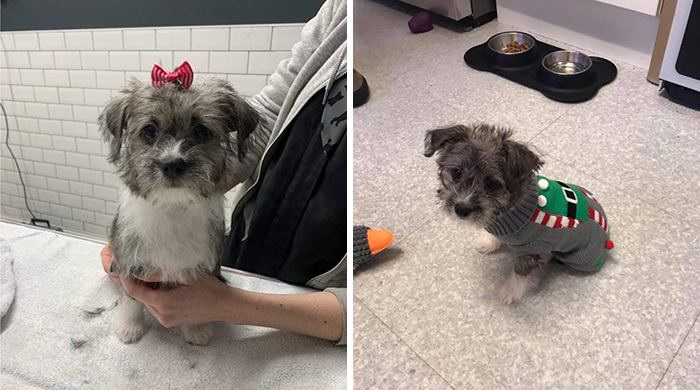 Didnt-Want-A-Dog-Challenge