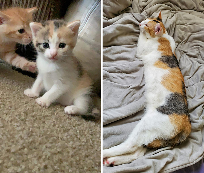 Before-After-Pet-Challenge