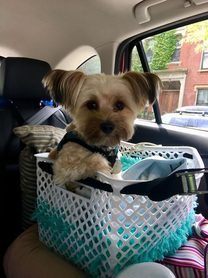 The Most Interesting Doggo In The World (Roommate's Pup)