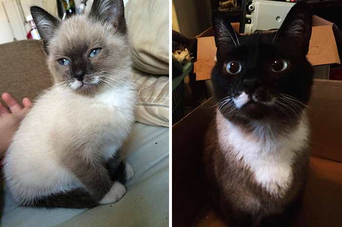 Before-After-Pet-Challenge