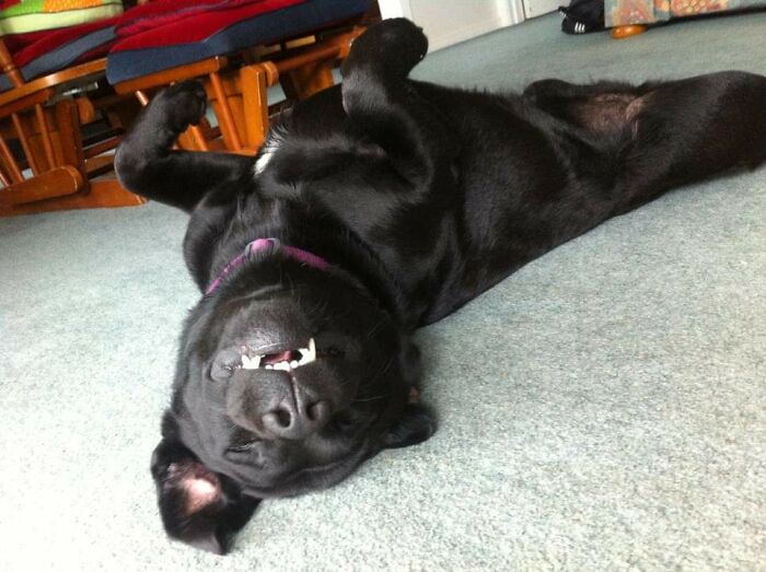 Vesta The Utter Doofus