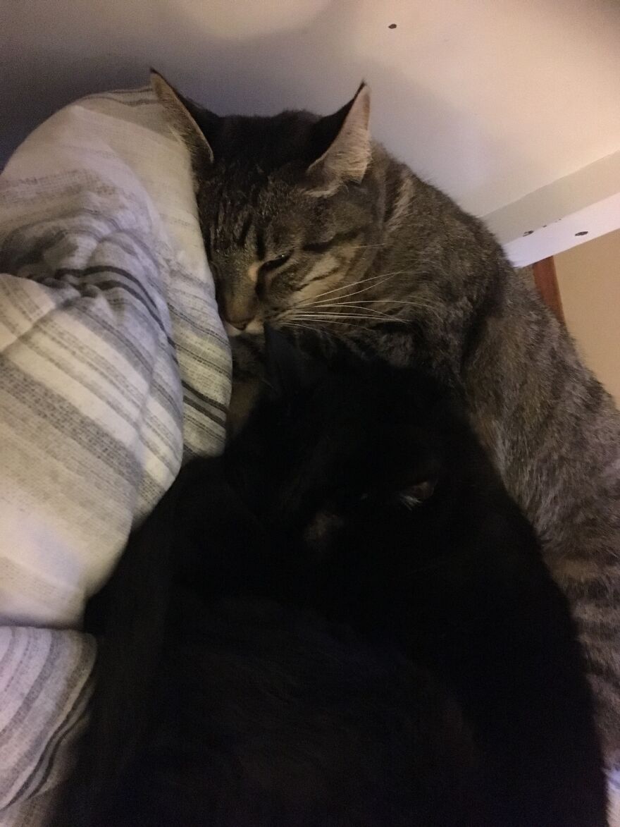 Here Are Some Pictures Of My Cat Ruth To Make You Smile #2