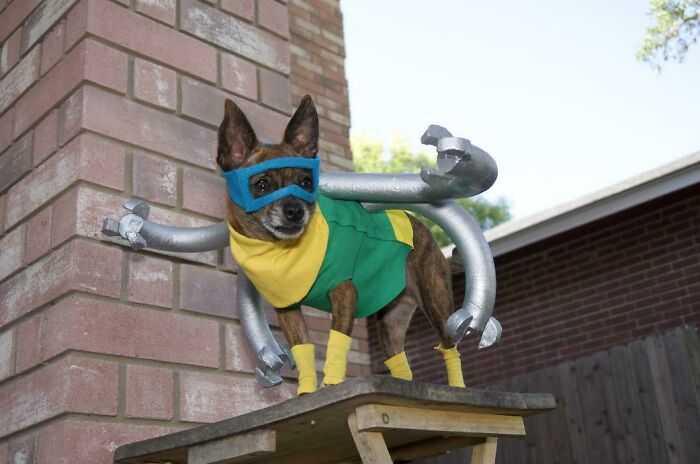 Dogtor Octopus Costume I Made For My Chihuahua