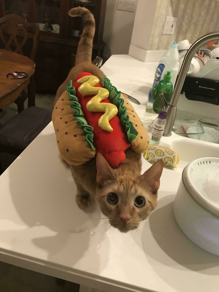 Spoiler Alert: The Costume Stayed On Long Enough For Exactly This One Picture