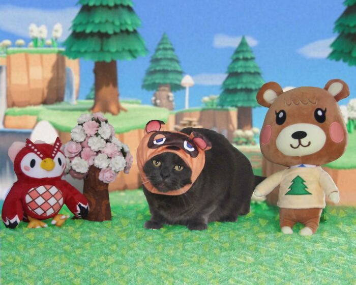 My Cat Is Tom Nook For Halloween This Year
