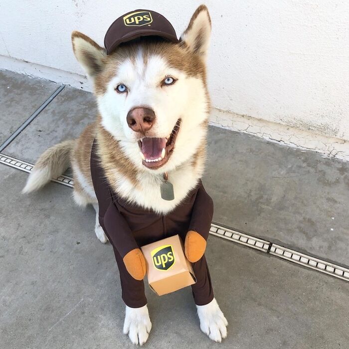 Happy Halloween! Blu In His UPS Costume