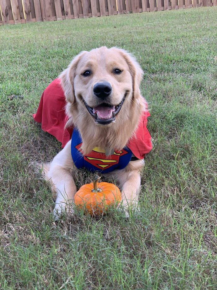 It’s A Bird, It’s A Plane, It’s Superdog