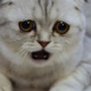 isabellarodriguez avatar