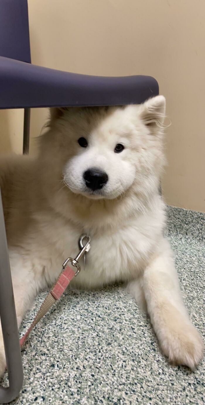 Fluffy dog indoors, looking guilty after messing with bees.