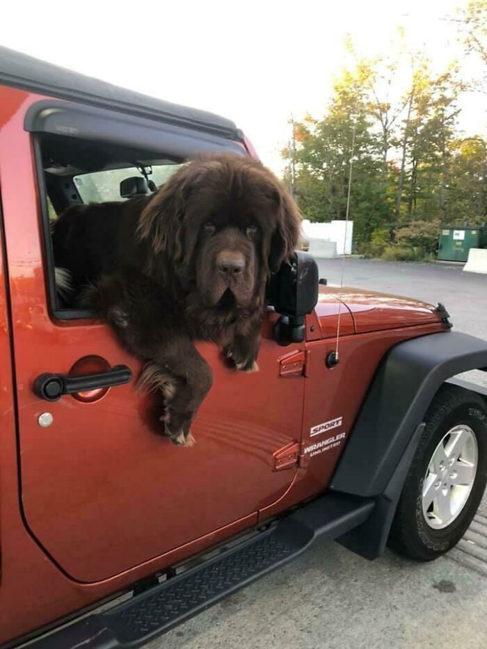 Absolute Unit Of A Scrub