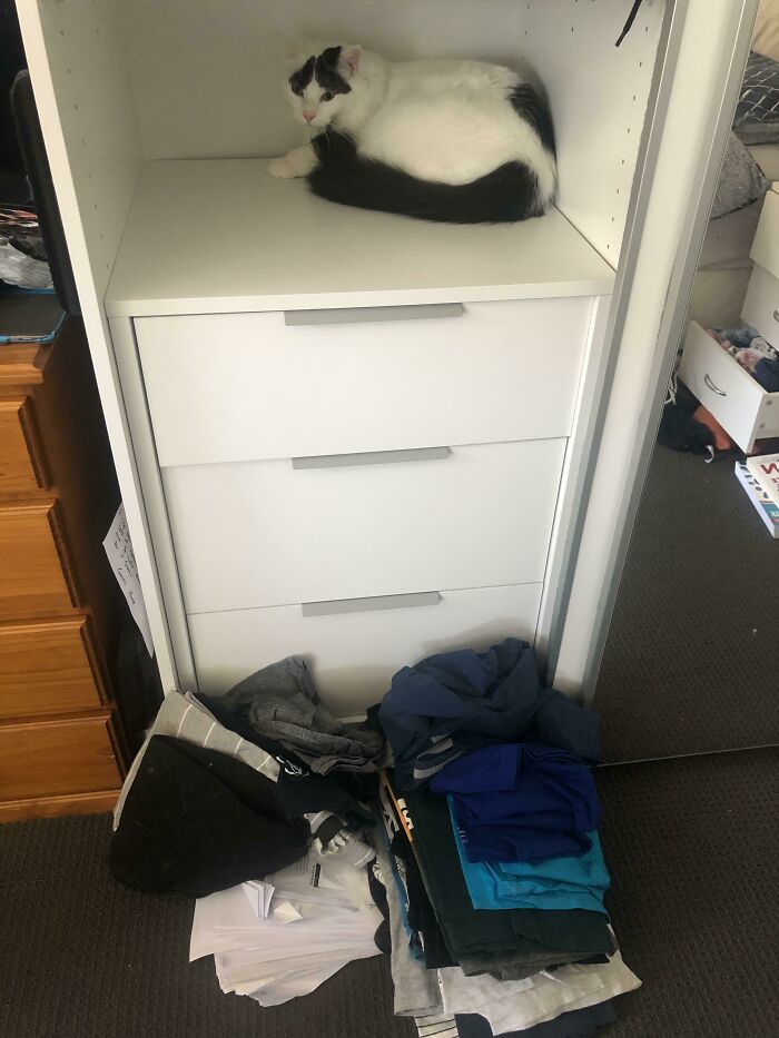 Jumped In The Cupboard And Knocked All My Clothes Out Onto The Floor So He Could Sit In There