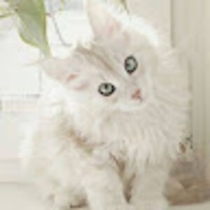 kaymariebrady avatar