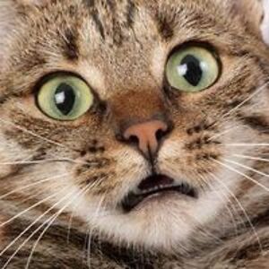 harry_bumquake avatar