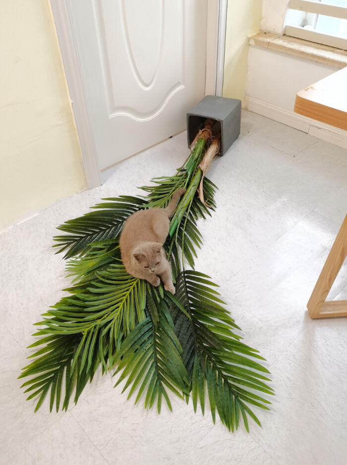 Cats And Plants Do Not Get Along