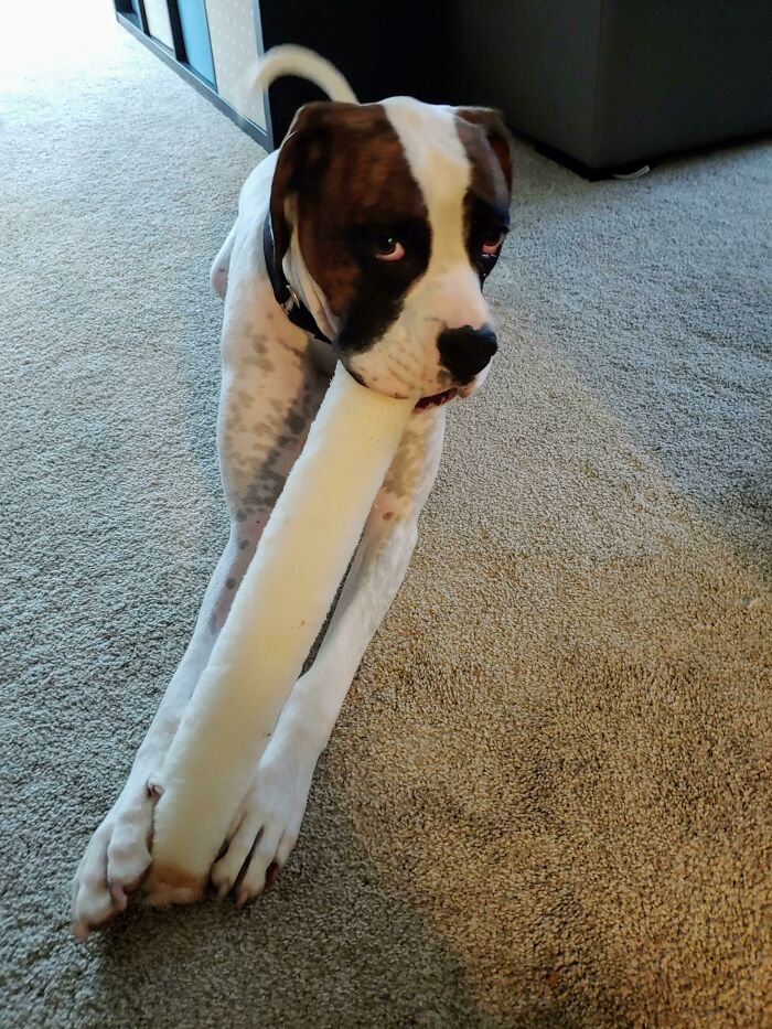 Oscar With His 18in Paint Roller. What Is Your Pet's Favorite Non-Toy Toy?