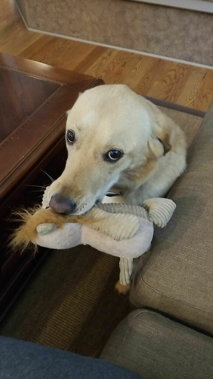 This Is Miley And This Is Her Favorite Toy Lion. She Likes To Bring It Out To Show Off When She's In A Good Mood