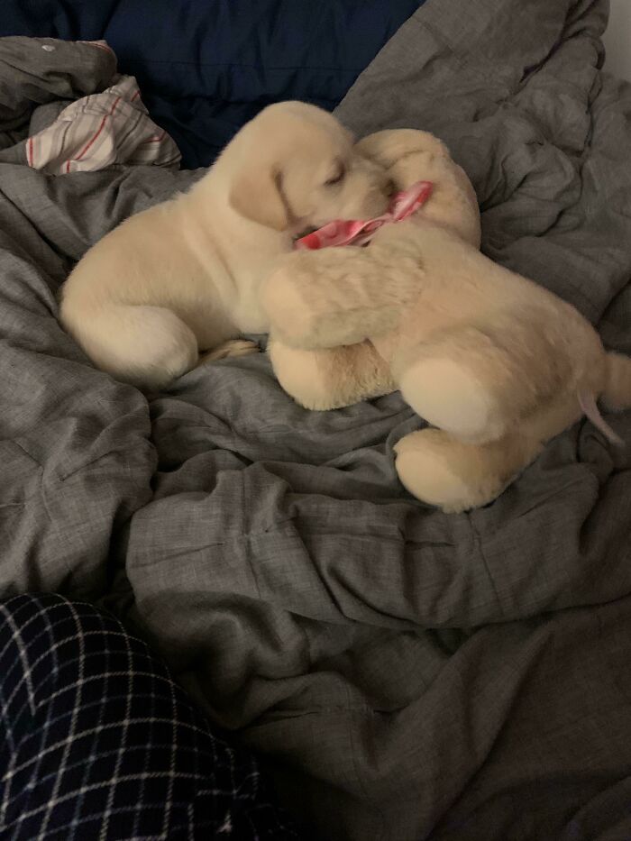 I Thought He Was Feeling A Bit Lonely On His First Day So I Got Him An Old Toy