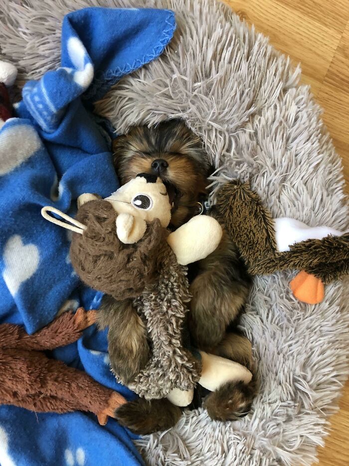 I Love How Puppies Are All Go, Go, Go, Until They Konk Out. Mid Play. With The Toy Still In Their Mouth. My Teddy