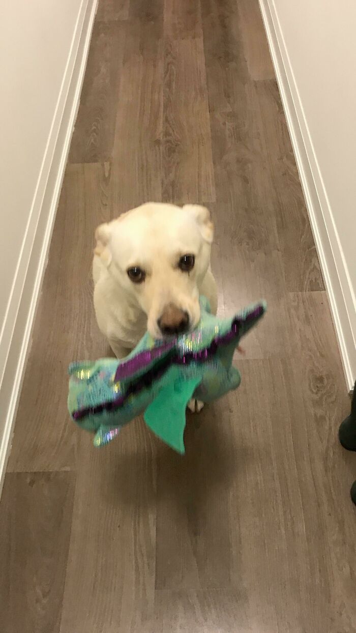 She Never Greets People At The Door “Empty-Handed” - Everyone Gets Shown A Toy. No Takes, Though. For Your Viewing Pleasure Only