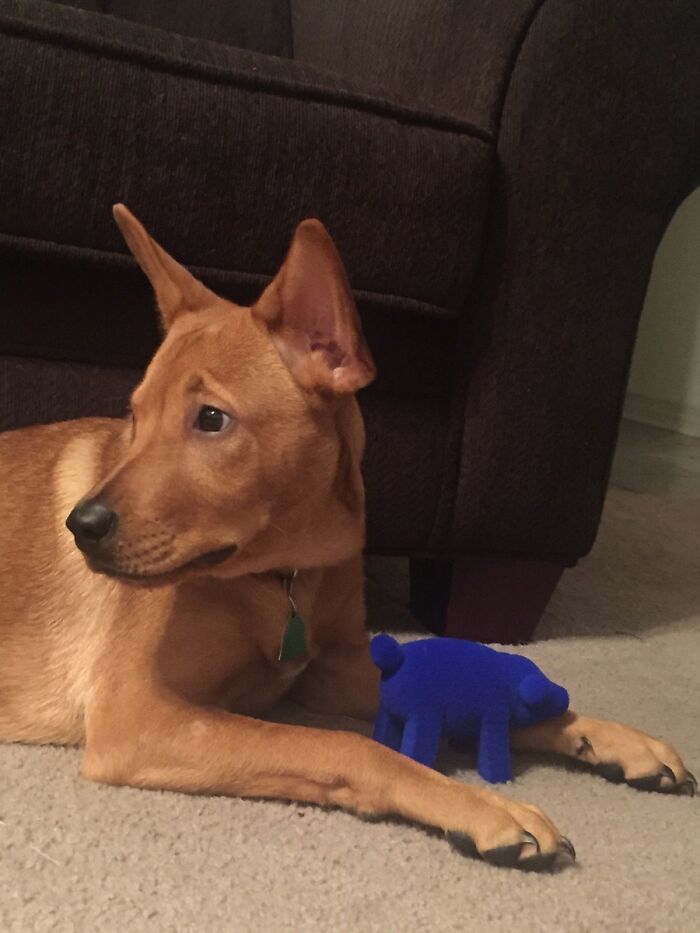 Morty's First Squeak Toy. It's A Pig. He Thinks We Hurt It When Squeezing It, So He's Been Protecting It For The Last 45 Minutes