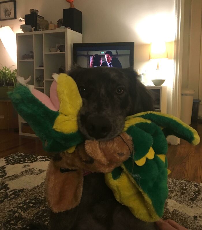 When He's Ready For Bed, He Collects His Toys And Then Comes To Stare Into My Soul Until I Get Up From The Sofa