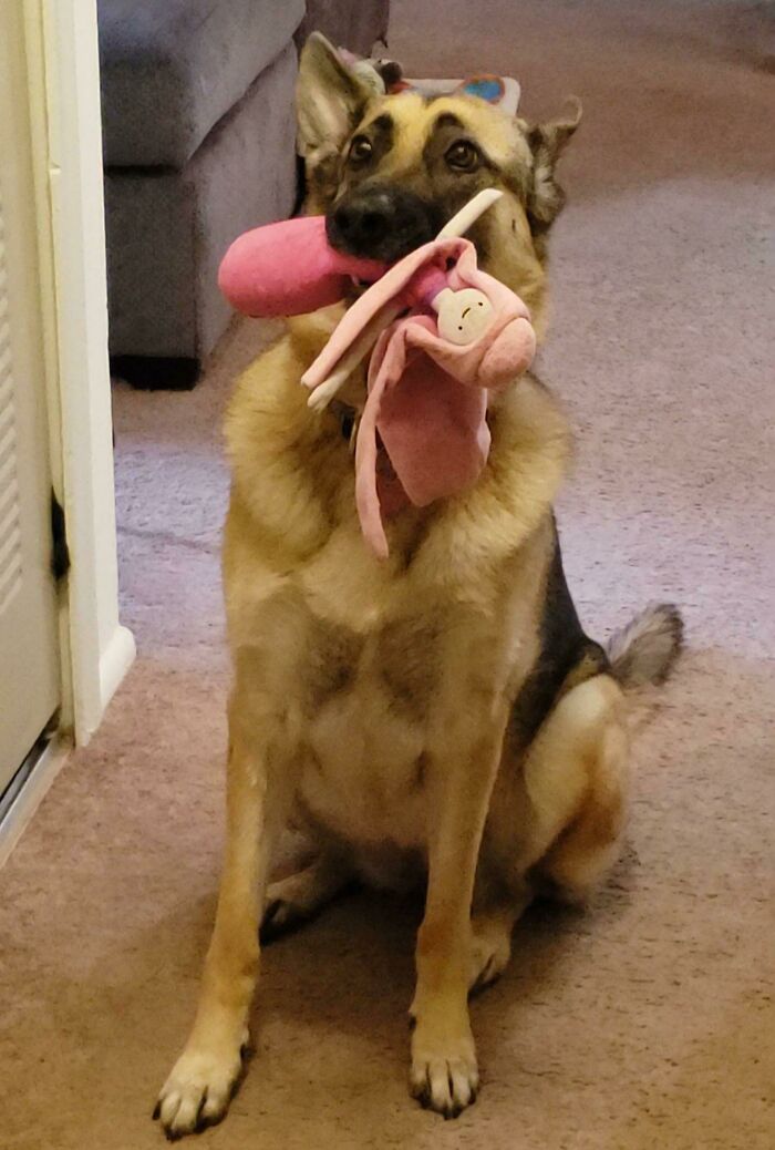 My Moms Dog Took The Princess Bubblegum Plush I Gave Her (It's Old, Idk Why It Doesn't Have A Crown)