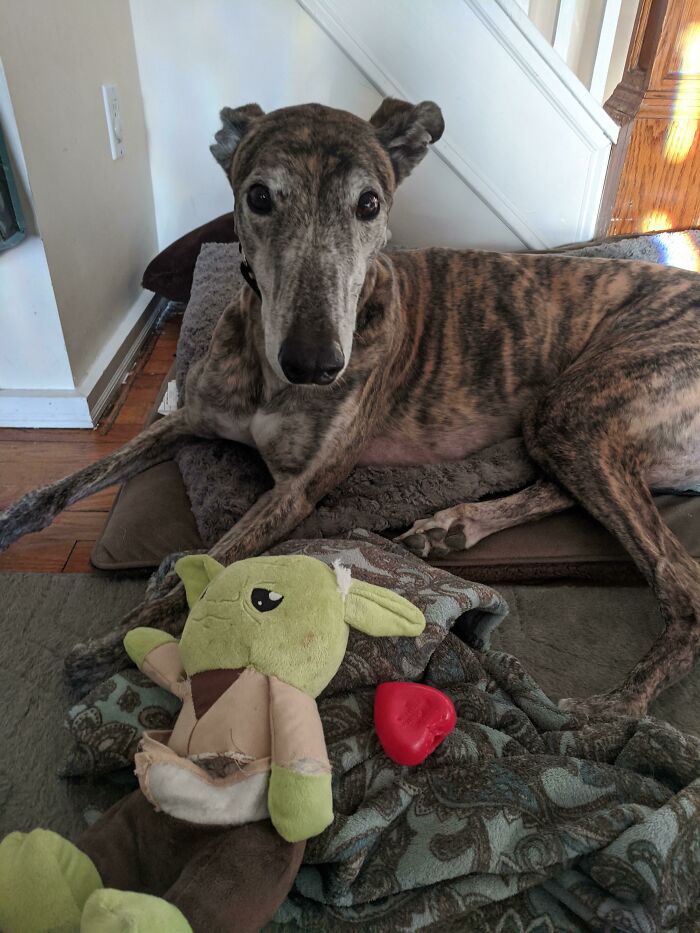 My Dog Tore Open His Yoda Plush Toy And The Squeaker Inside Is A Heart