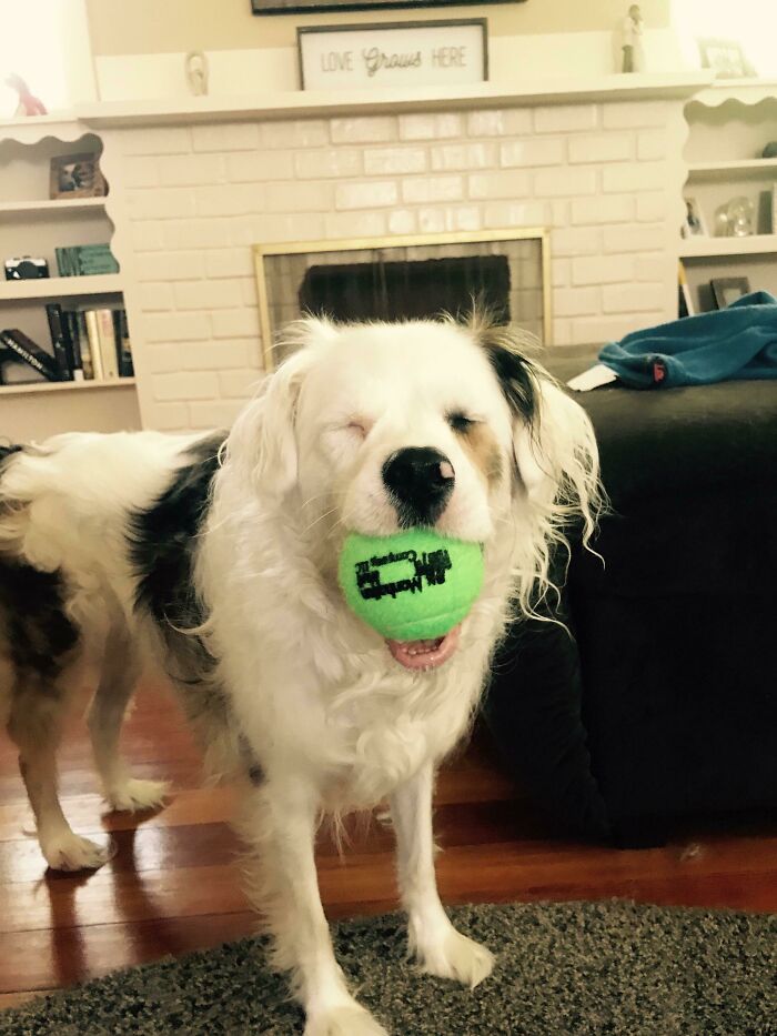 She's Deaf And Mostly Blind But She Loves Fetching And Catching Toys