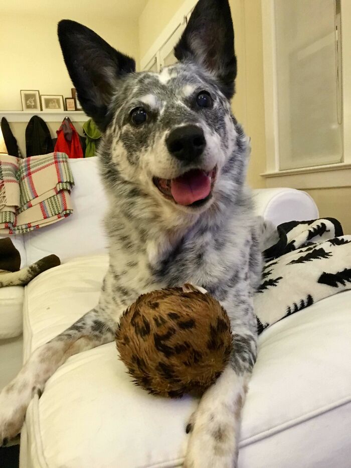This Is Buster. He's Almost 14, And Loves His Toys