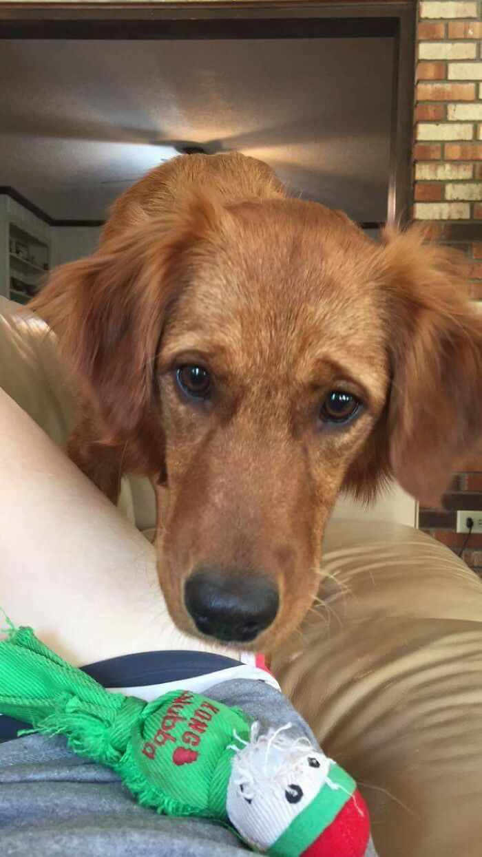 My Girlfriend's Dog Knew She Was Feeling Unwell So She Brought Her A Toy