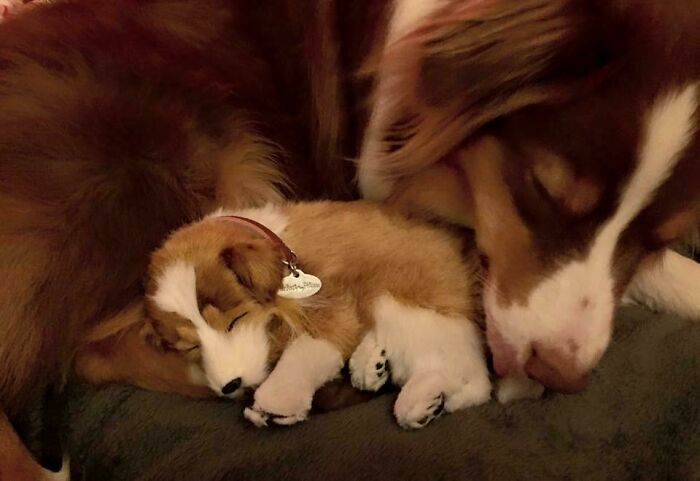 I'm Not Going To Tell Her It's Only A Toy