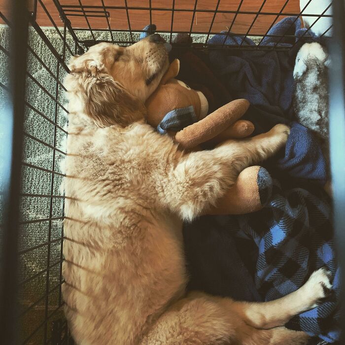 He’s Destroyed Every Toy Except This Deer - We Gave It To Him On The First Night Home And It’s Only For Snuggling