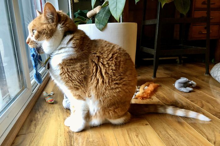Just My Boy Ralph Watching The Birds While Holding One Of His Favorite Toys
