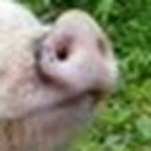 briannajones_1 avatar