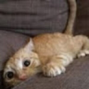 nicholastompkins avatar