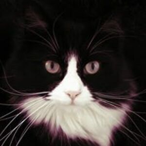 picklesandmaynard avatar