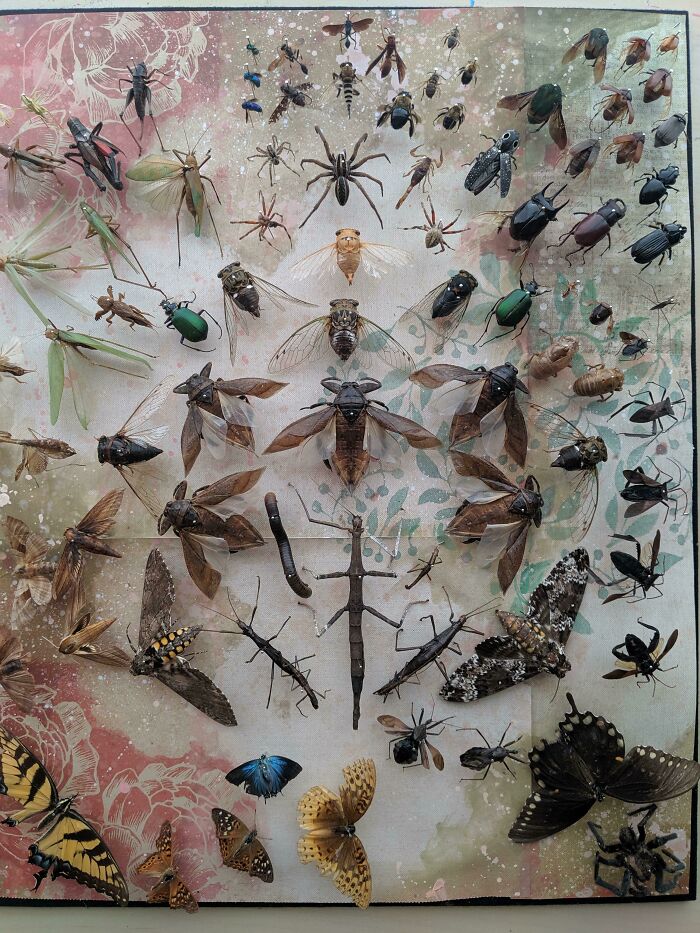 My Bug Collection