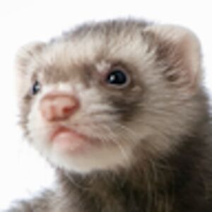 lebeardedferretkeet avatar