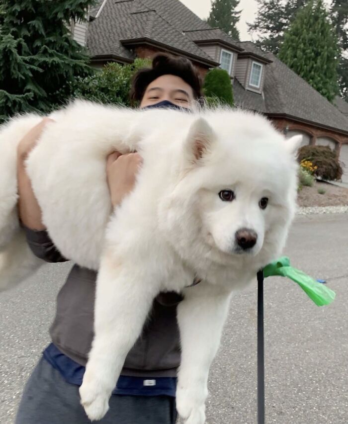 My Friend’s Dog Did Not Like Being Picked Up