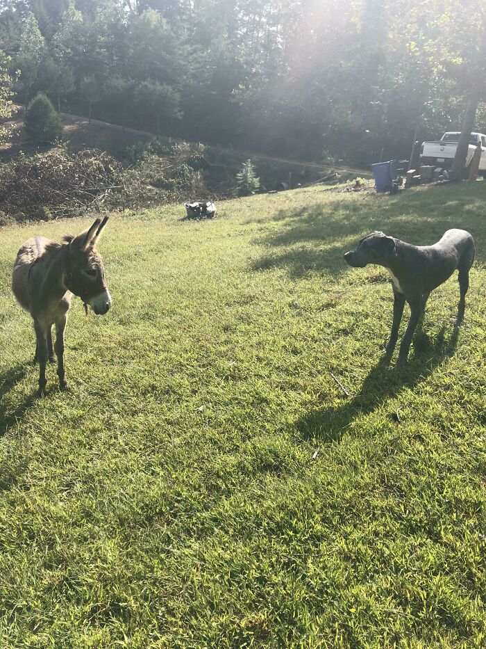 This Other Dog Had Really Big Ears