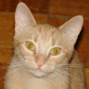 alexandrajarrin avatar