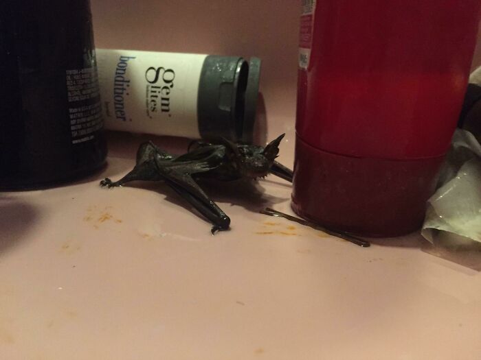 Took A Shower Before Work Today, Looked Down To Grab A Bottle Of Shampoo And See This!