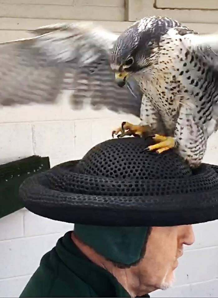 A Falcon Mating Hat Allows Falcon Keepers To Collect Sperm From Their Birds For Later Artificial Insemination. Essentially The Bird Is Mating With The Keepers Head