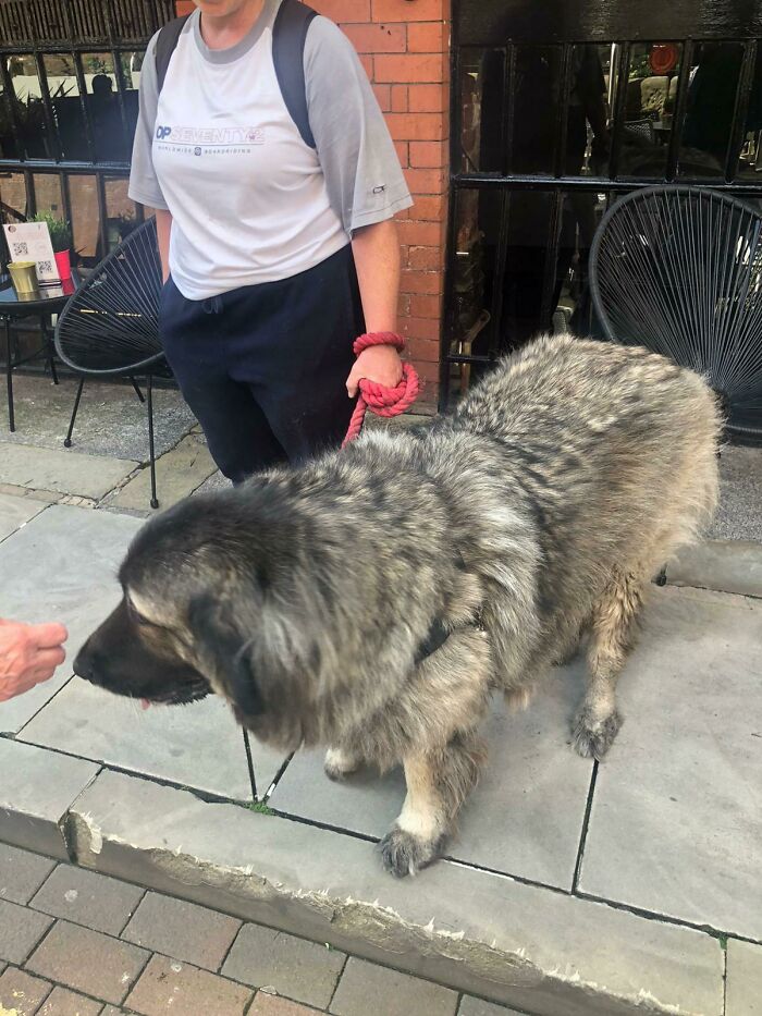 Spotted A Bear On The High Street